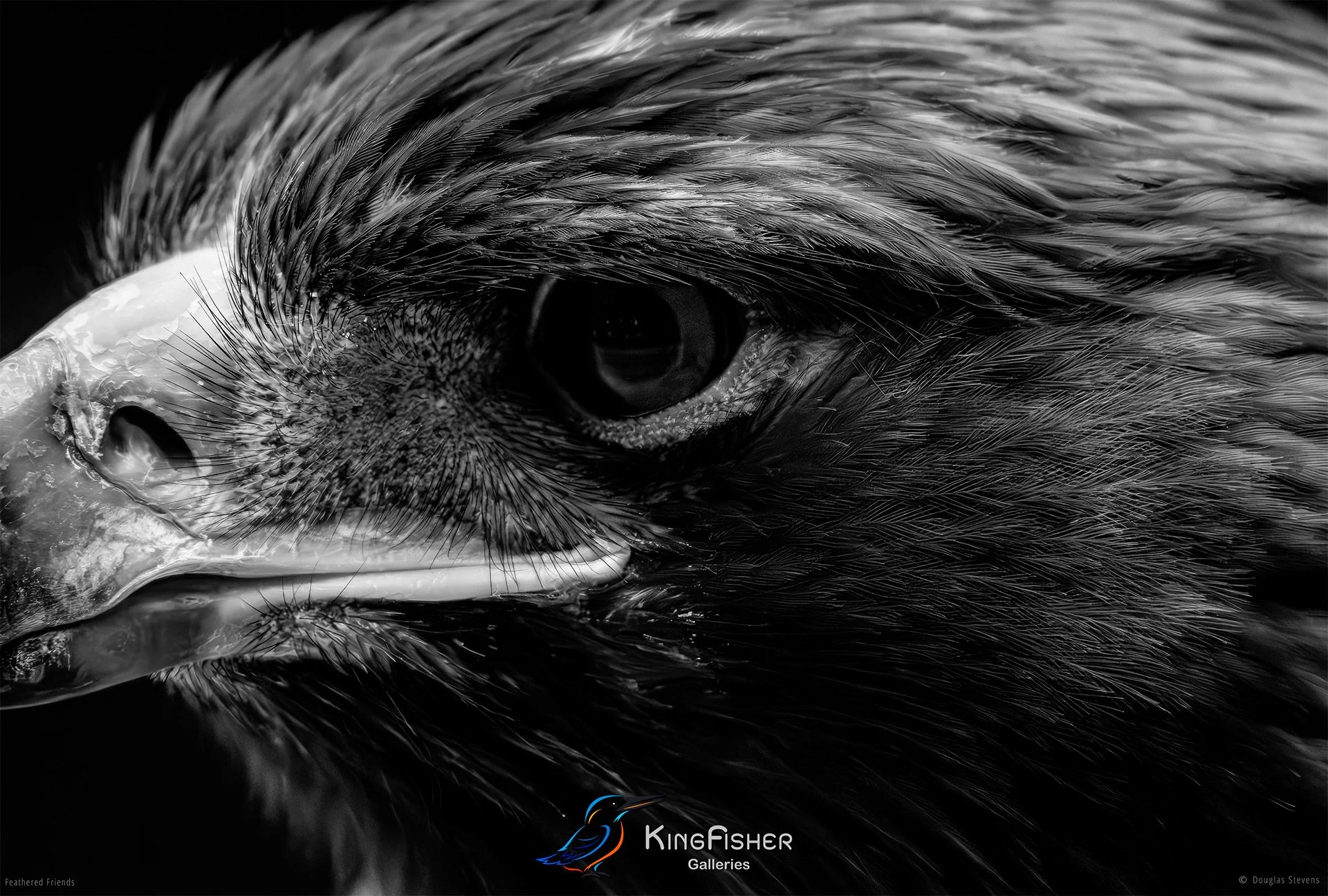 555_DST_Birds_2025_Steppe_Eagle_Side_Profile_L_BW.jpg