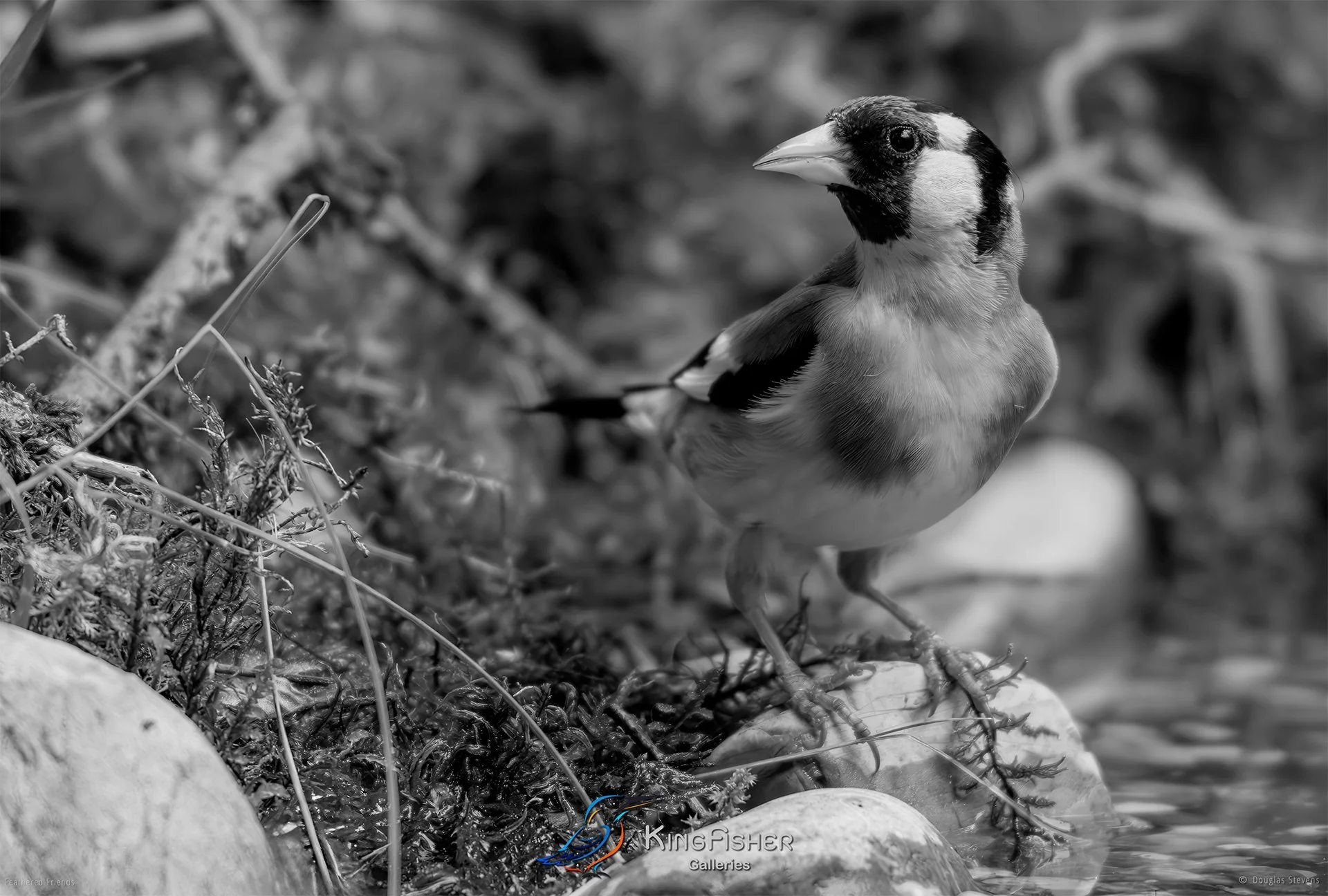 629_DST_Birds_2025_European_Goldfinch_L_BW.jpg