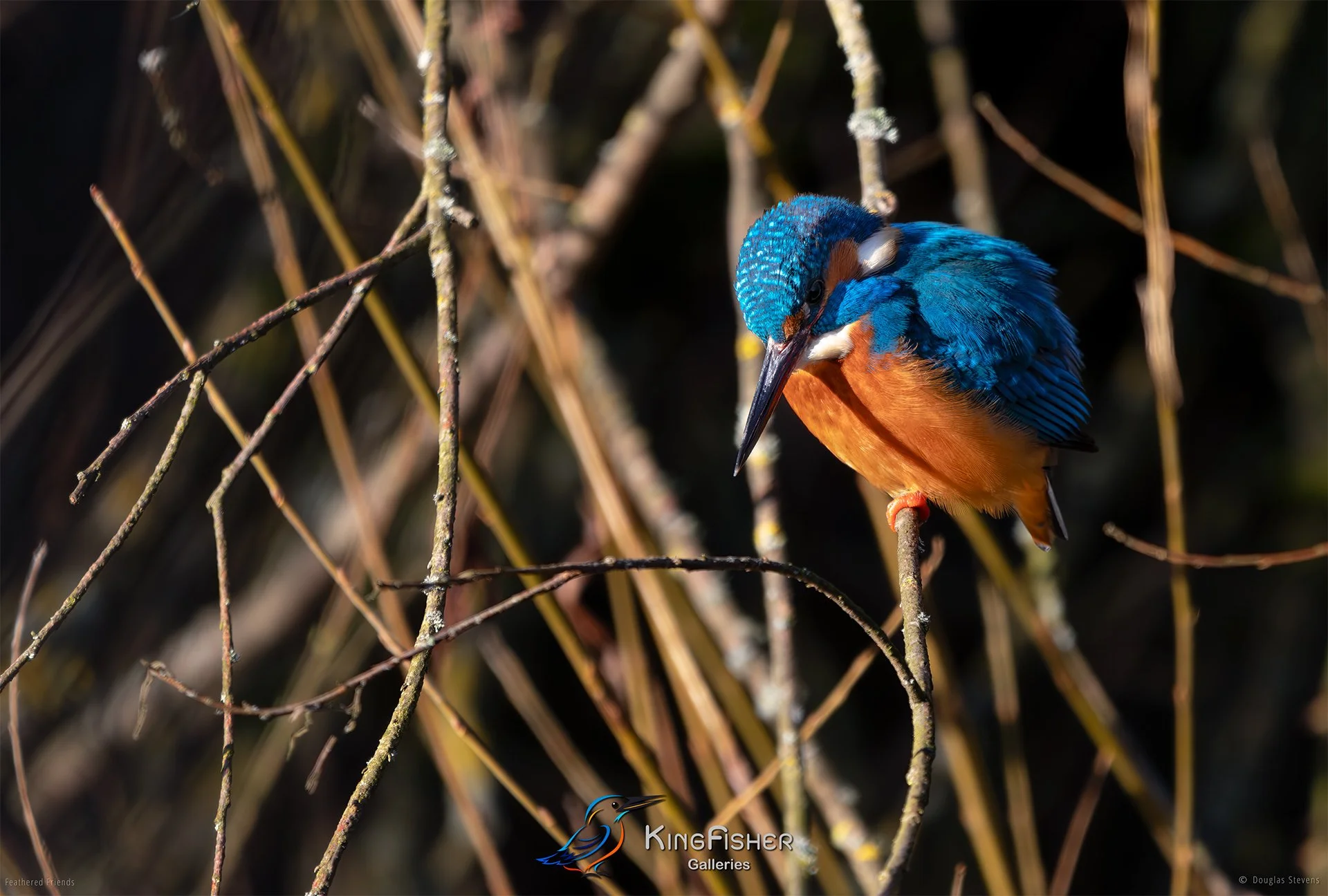 422_DST_Birds_2025_Kingfisher_L.jpg