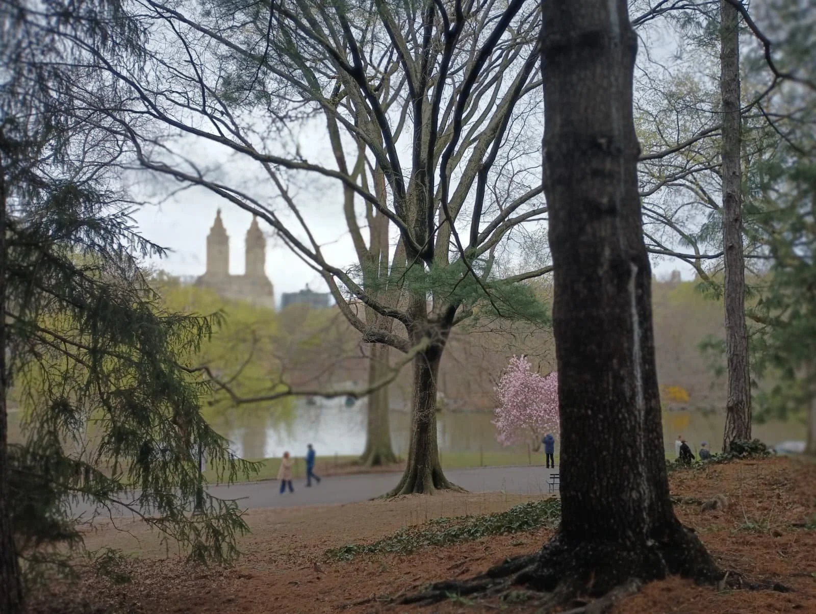 Central Park NYC, Spring 2025