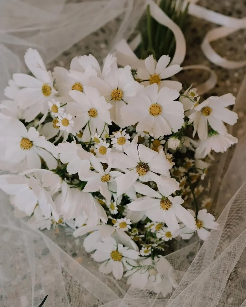 Bouquet of white daisies wrapped in sheer white fabric.