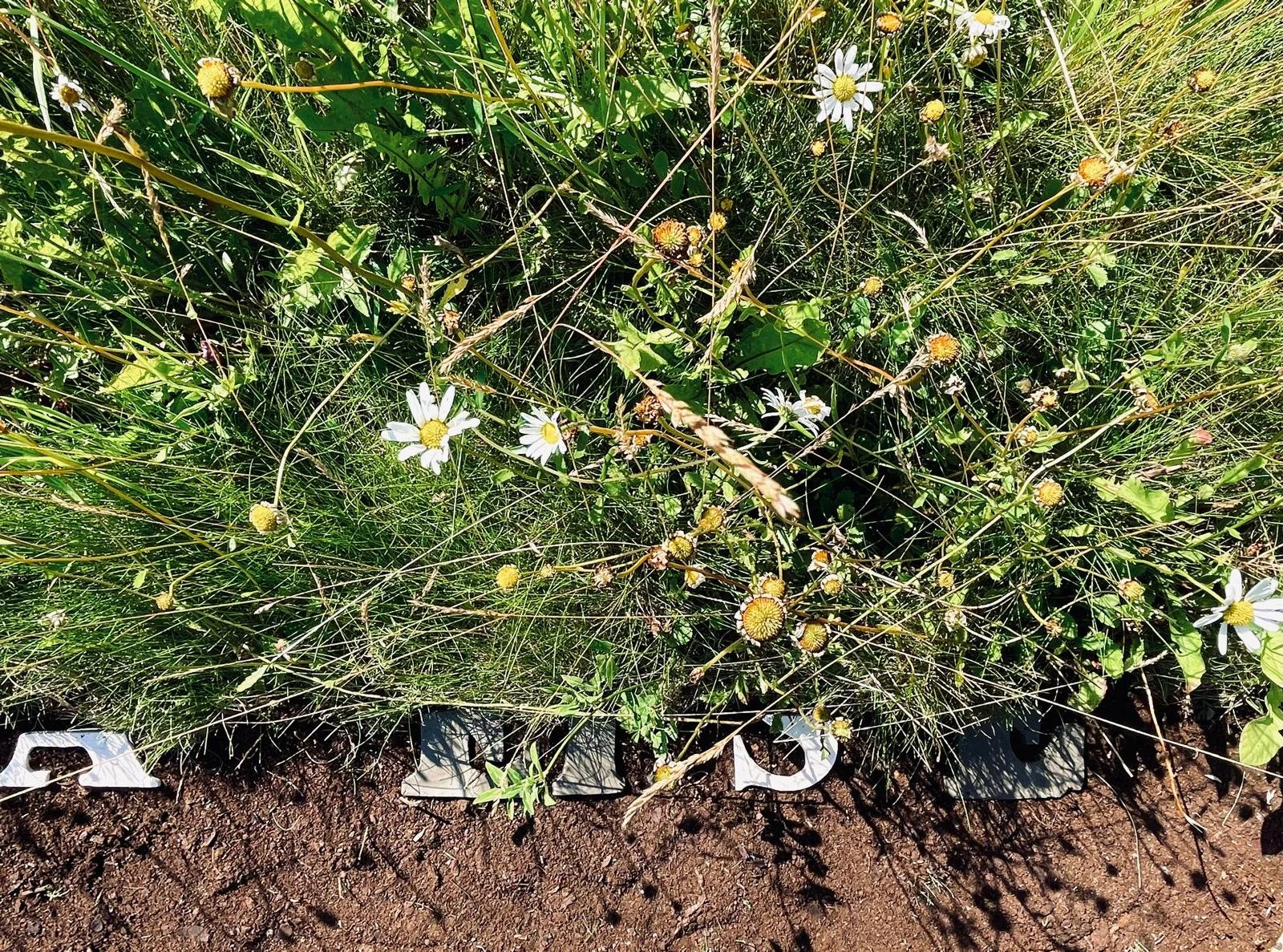 Close-up of a garden bed with daisies and other wildflowers, with brown soil at the bottom and a white plastic label with black text partially visible.
