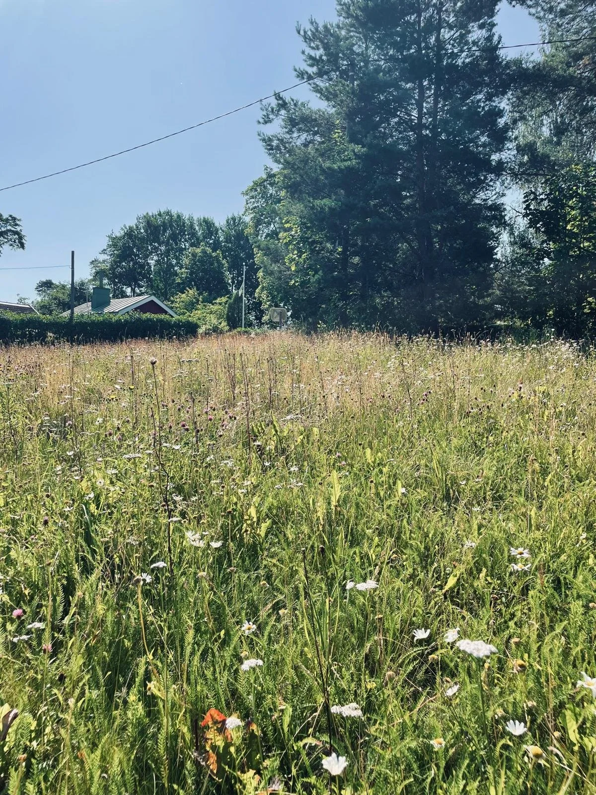 A sunny outdoor scene of a field with wildflowers and tall grasses, with trees and a house in the background.