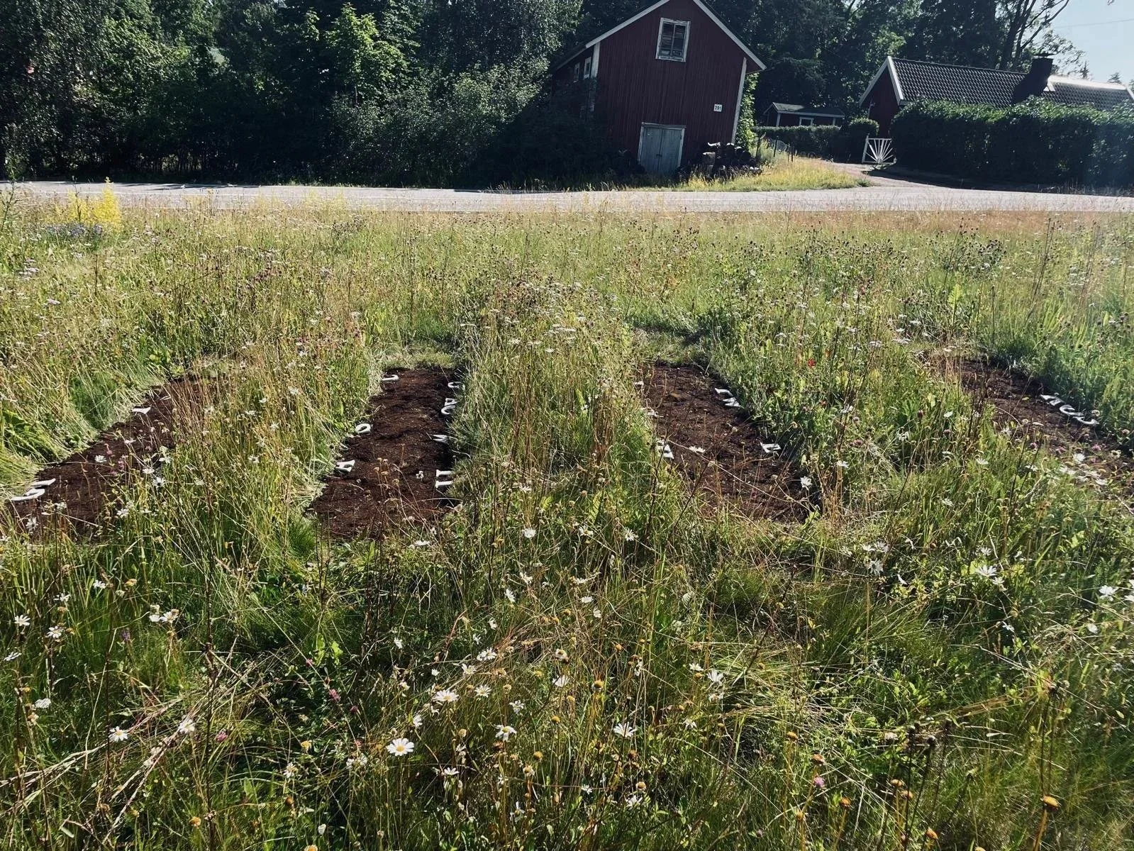 A garden plot with planted rows surrounded by tall grass and wildflowers, located in a rural area with a gravel road and red barn in the background.