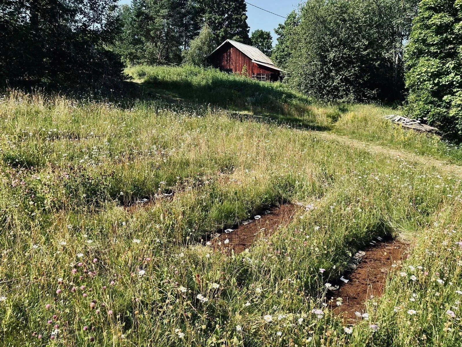 A grassy hillside with wildflowers and a dirt path, an old wooden barn, and tall trees in the background on a sunny day.