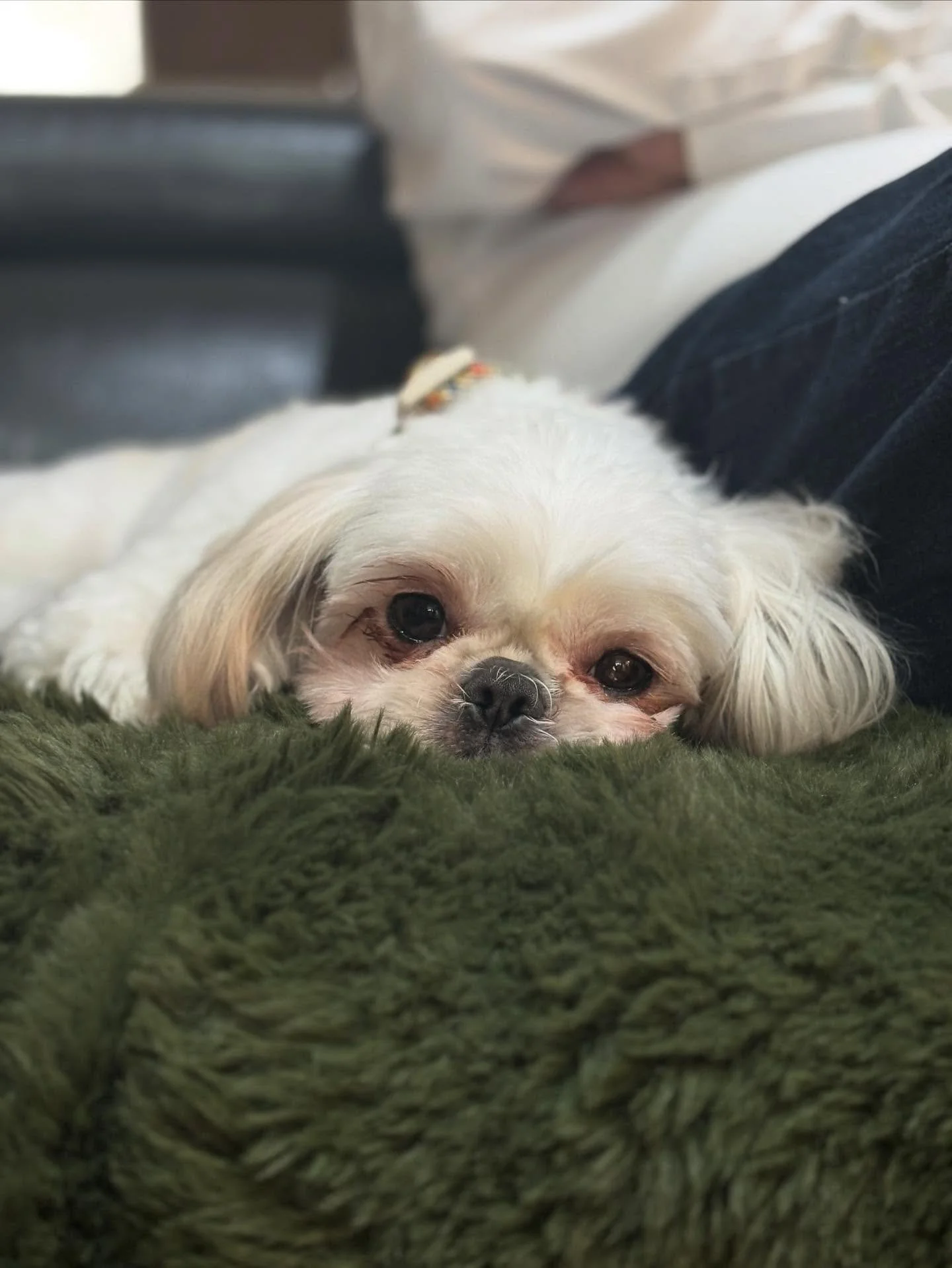 Meet Mimi 🐾

This little lady has recently started her 6-week training programme with me. We&rsquo;ll be working on dog reactivity, toilet habits, and some tricky behaviours at home.

Mimi has bitten before, so building clear communication, structur
