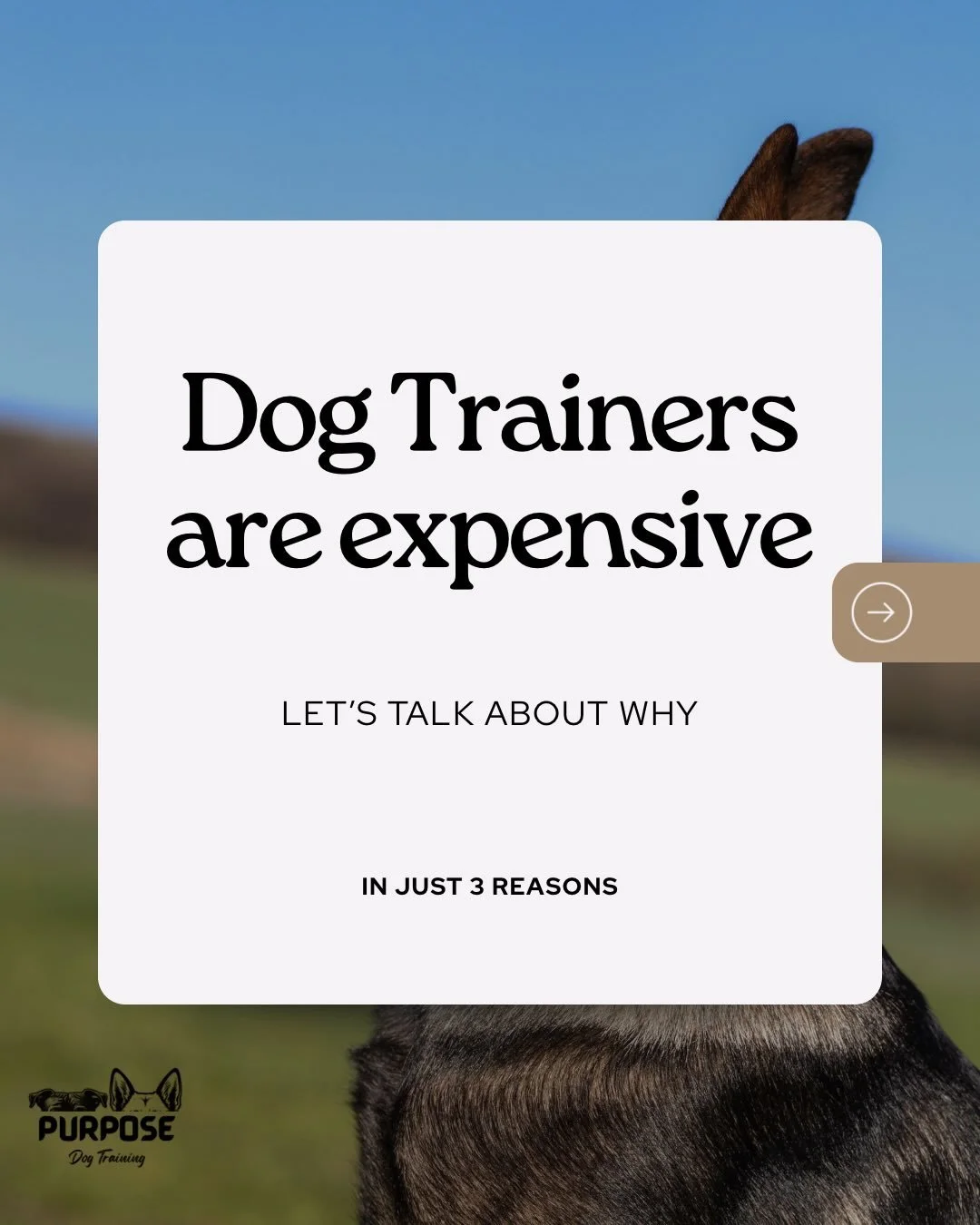 What do you think a fair price for dog training is? 🤔