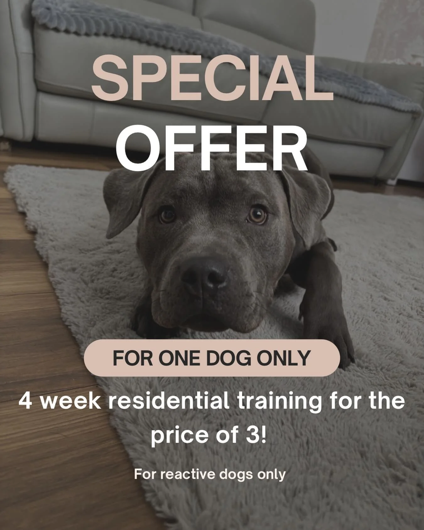 I&rsquo;m looking for one dog to snap up this incredible offer! 

The discount is to cover using your dogs stay as content, I will document the whole training process to show people what can be achieved. 

You will get 4 weeks residential training fo