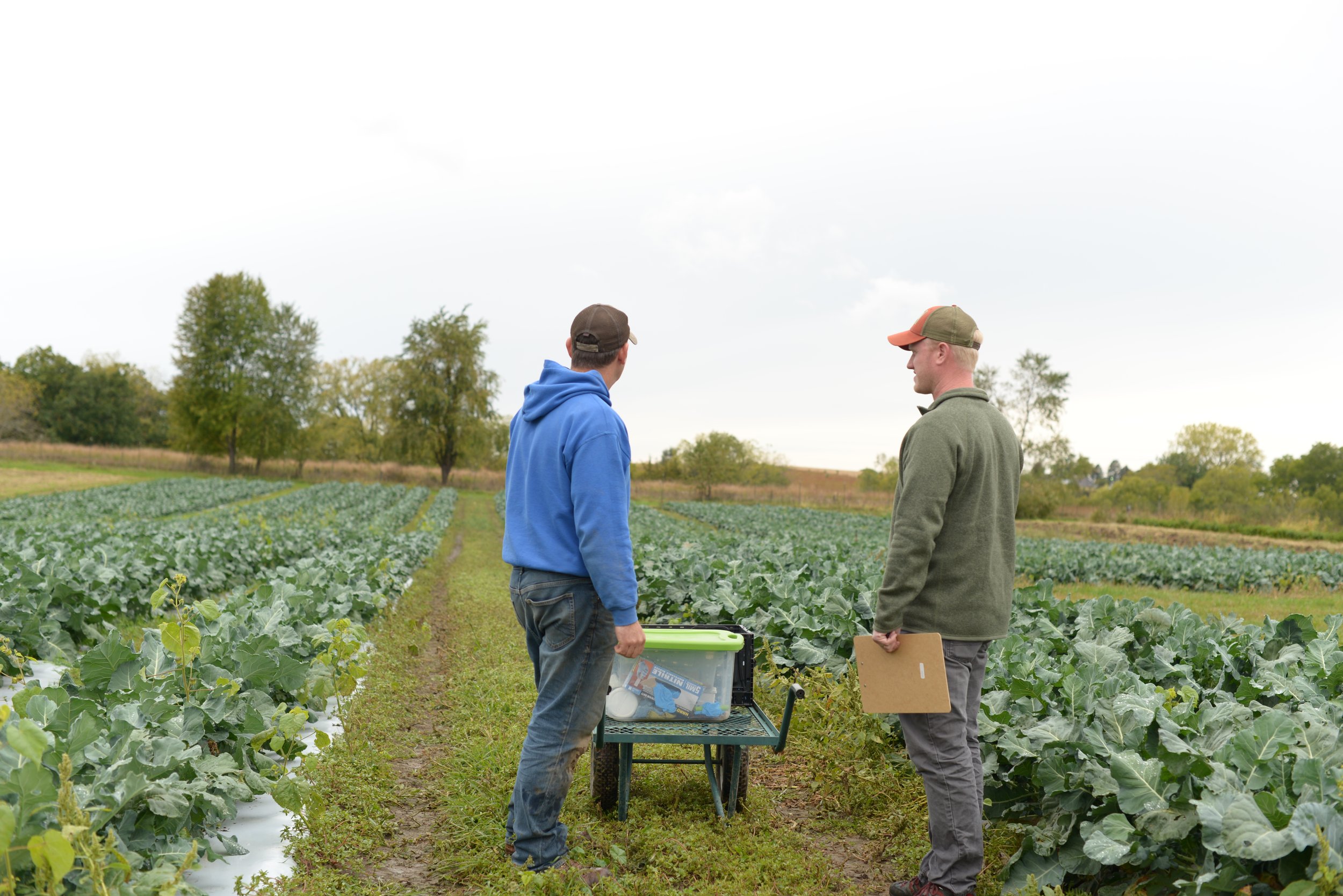 Two farmers converse in a field of brassicas