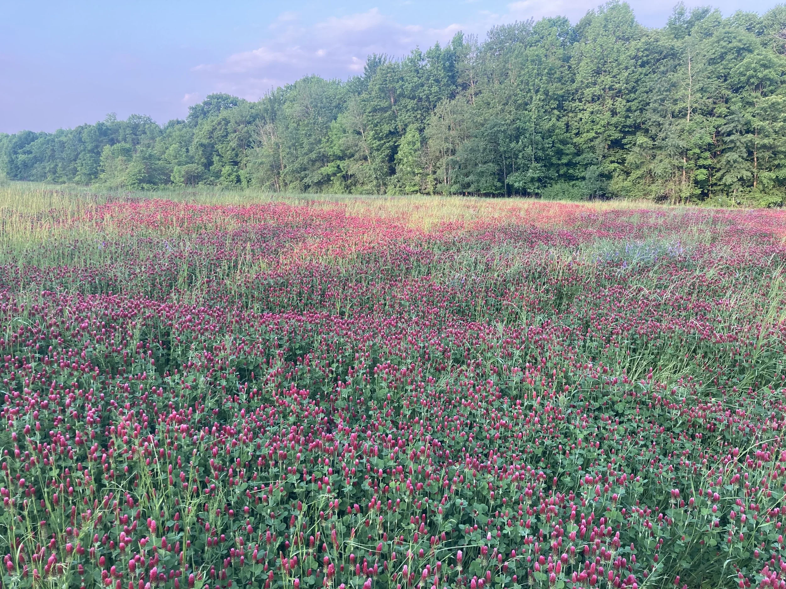 Field of pink clover flowers with green grass, backed by a dense line of green trees and a partly cloudy sky.
