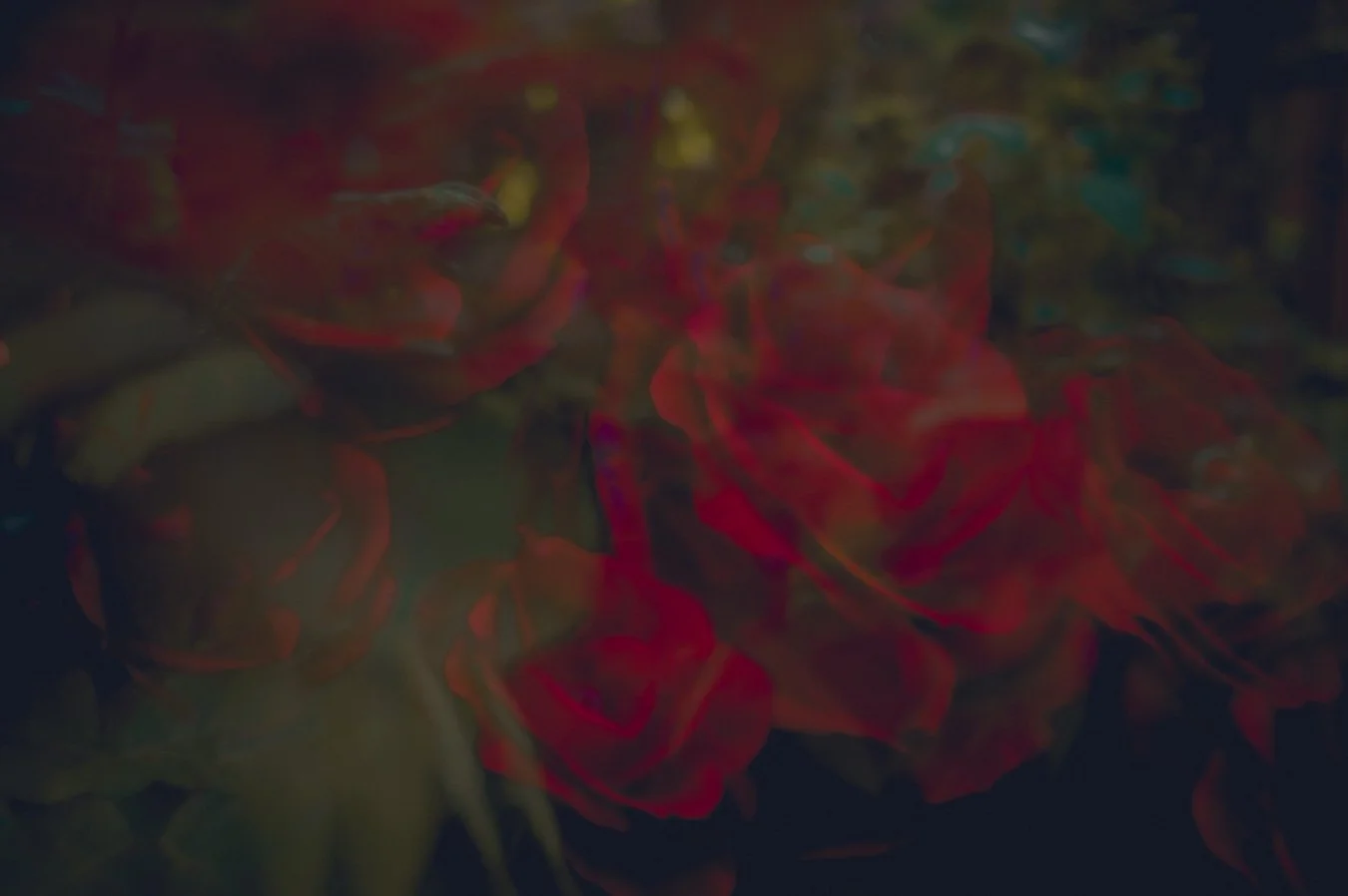 Reverie-rowe-digital-art-print-roses-fine-art-image.jpg