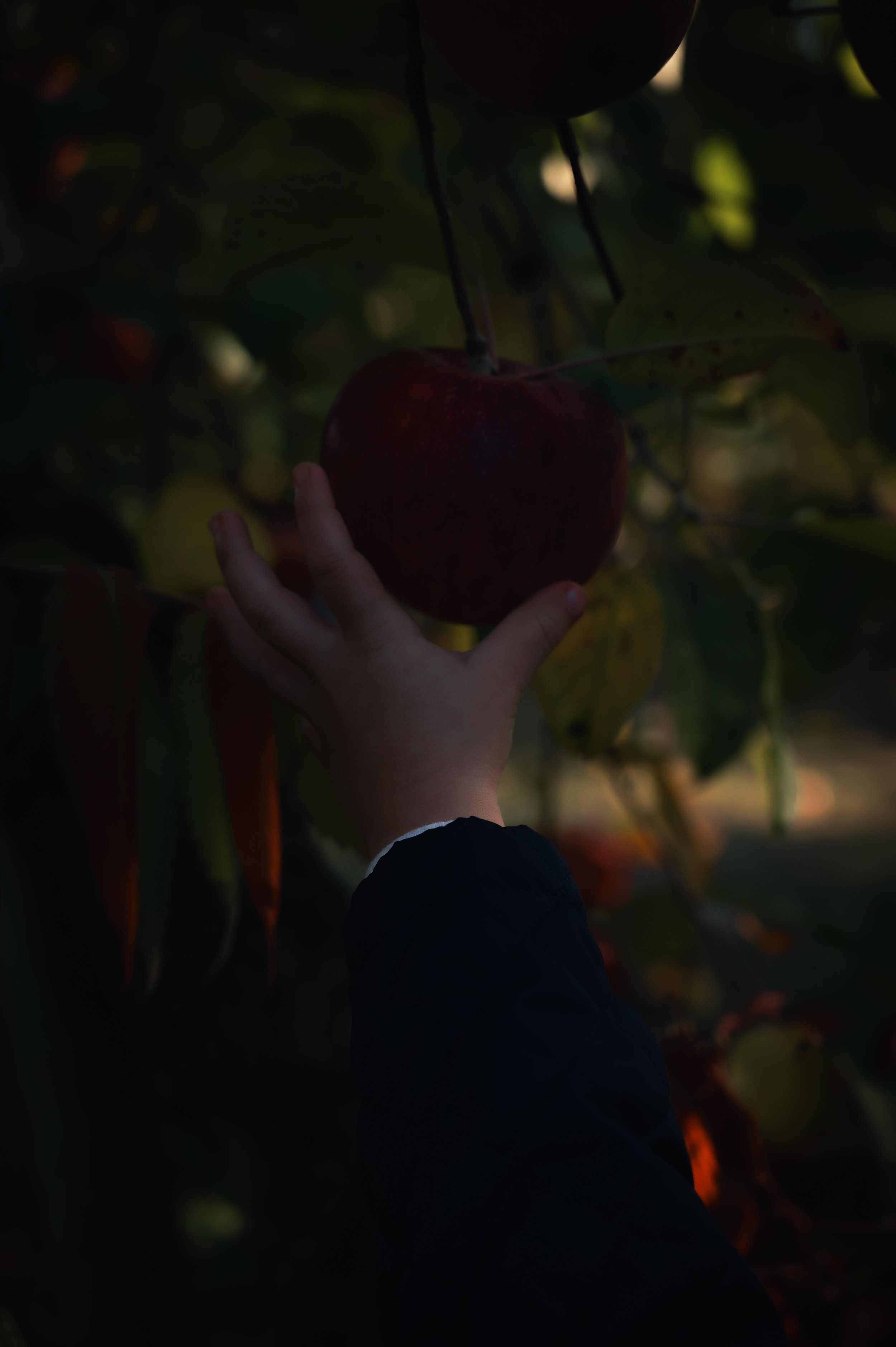 A person reaching out to pick a ripe red apple from an apple tree during dusk or dawn.