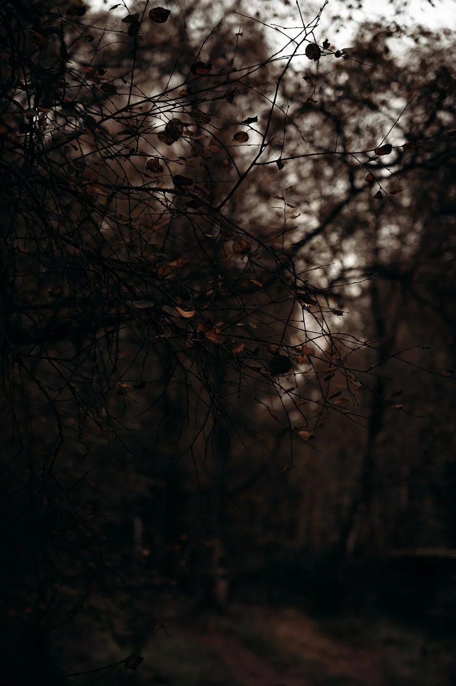 Dark-bare-branches-woodland-scotland-digital-download.jpg