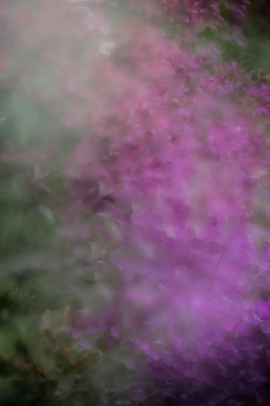 Reverie-rowe-lilac-print-fine-art-image.jpg