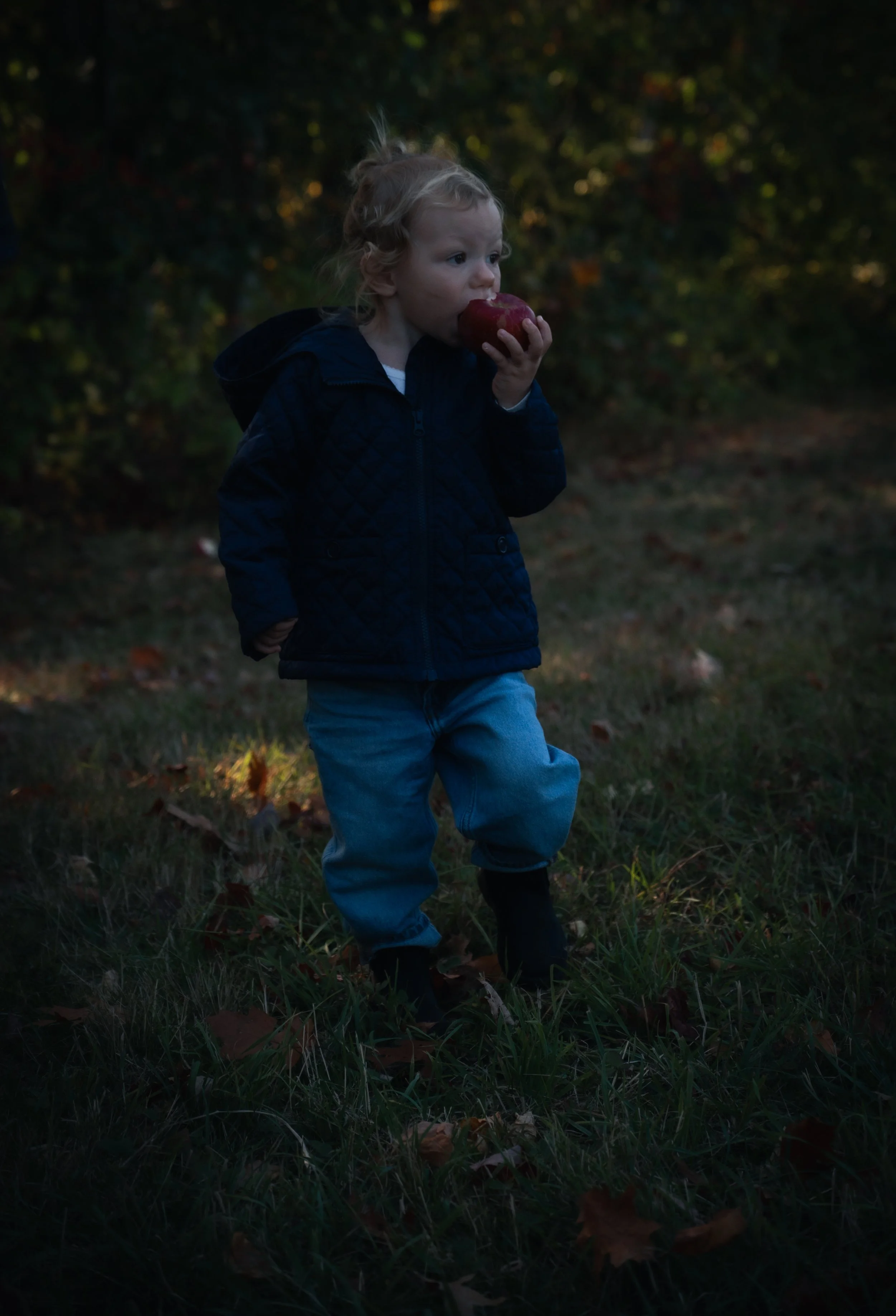 A young child with curly blonde hair wearing a dark blue jacket and jeans stands outdoors in a grassy area, eating a red apple. The background includes trees with green and orange leaves, suggesting an autumn setting.