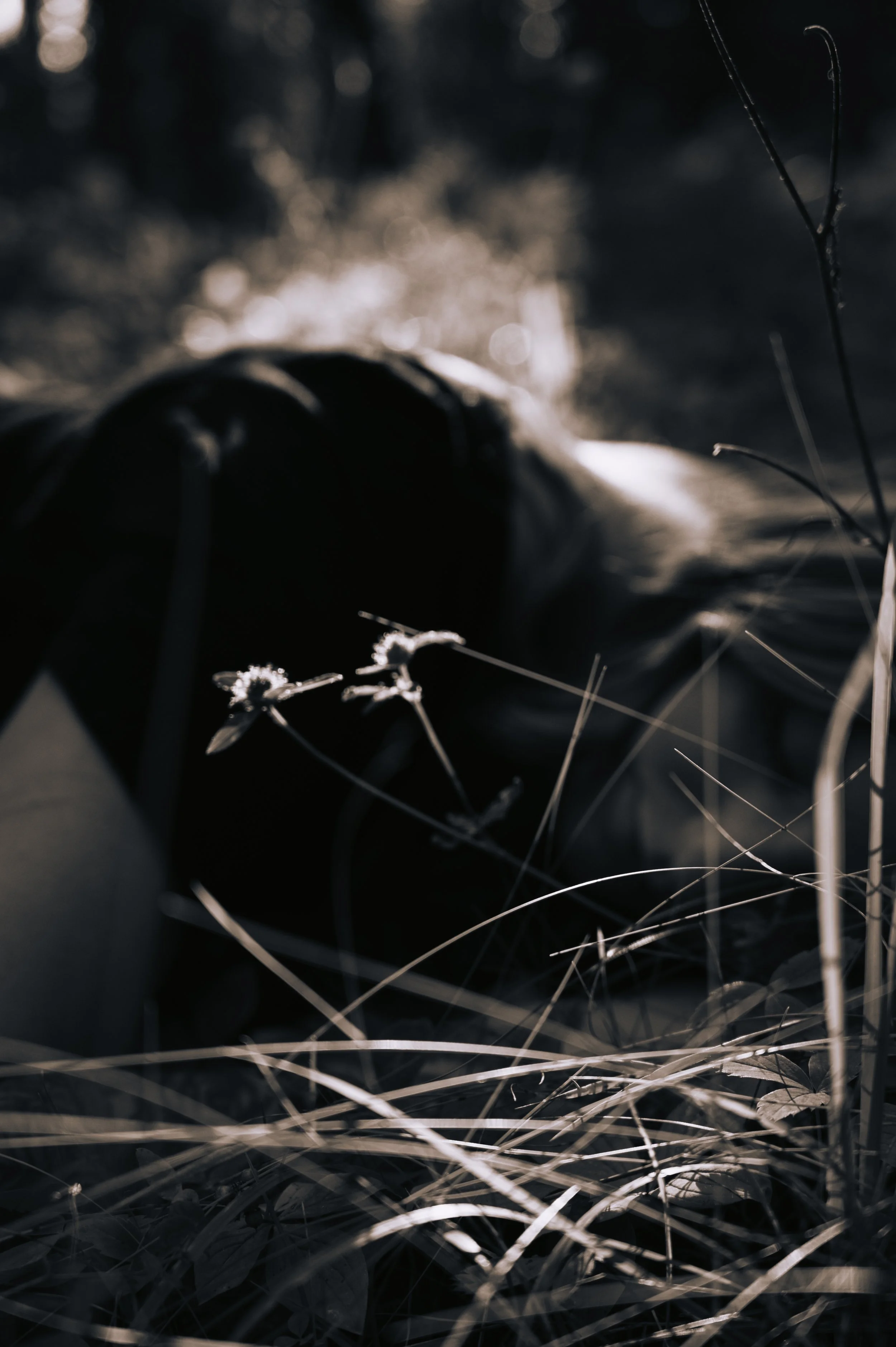 Close-up of dry grass and plants with a blurred dark background, possibly a person lying down or an object, in black and white or muted tones.