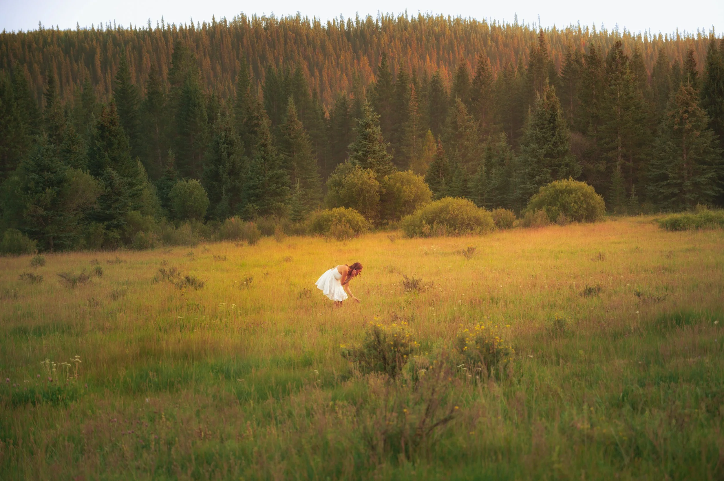 A woman in a white dress is picking flowers in a grassy field with a dense forest of evergreen trees in the background during sunset.