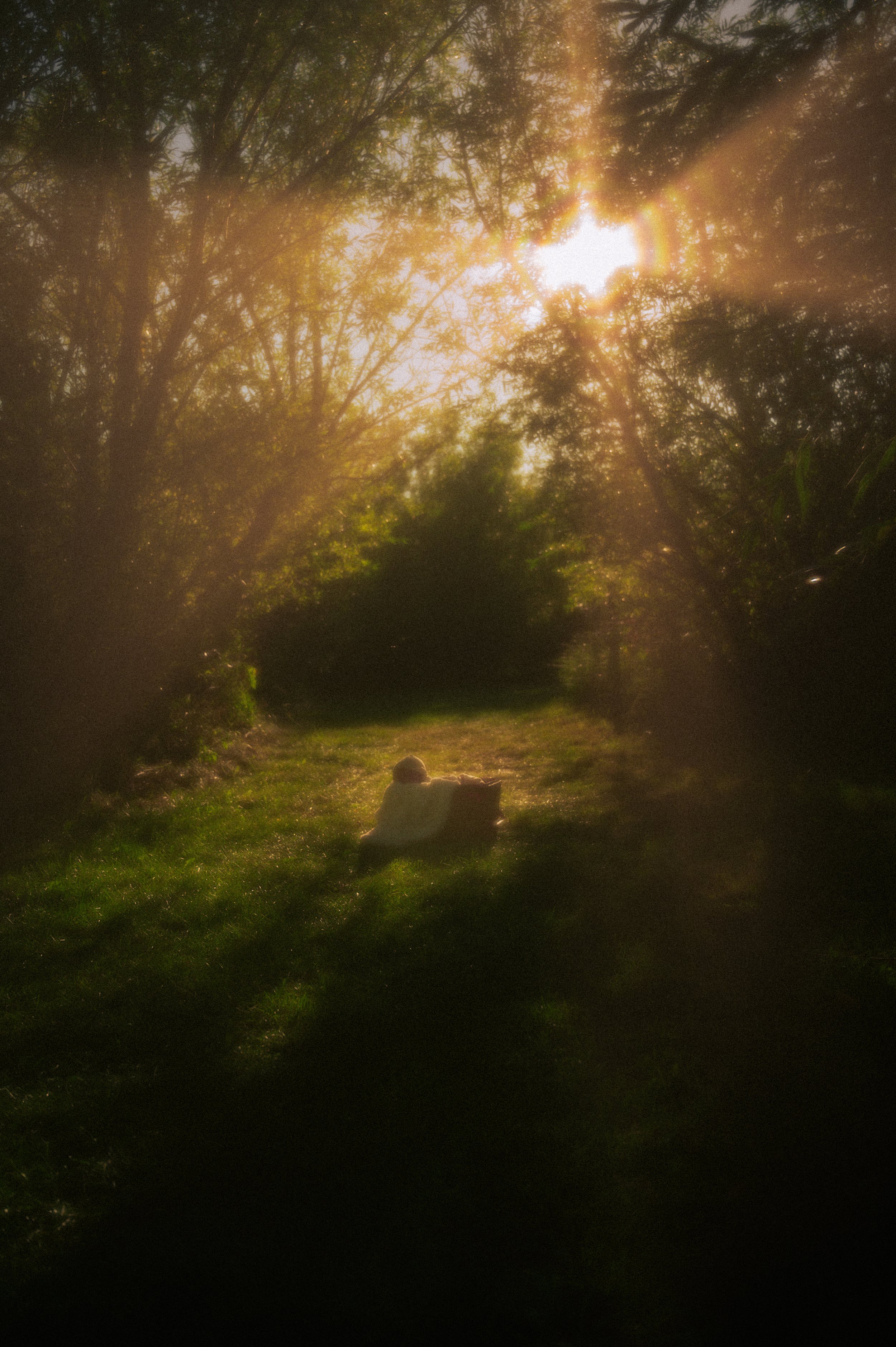 A person sitting on a grassy path in a wooded area during sunset, with sunlight streaming through the trees.