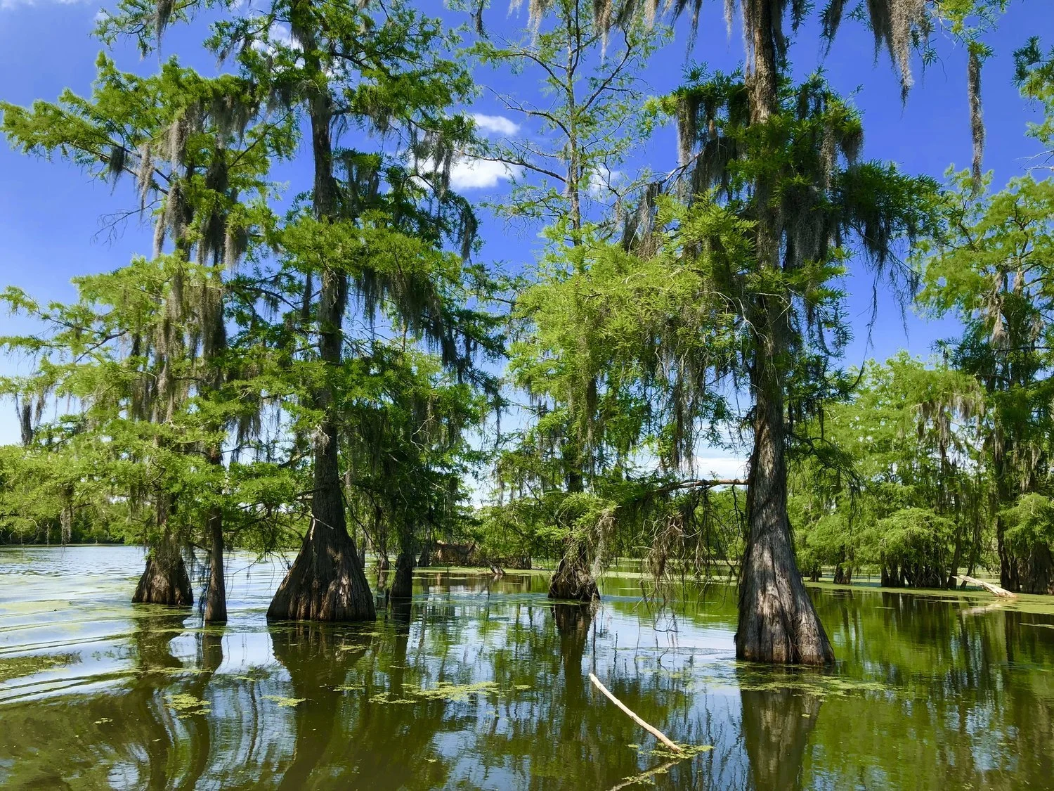 Cypress trees with Spanish moss growing on them in a flooded swamp with water and a clear blue sky.