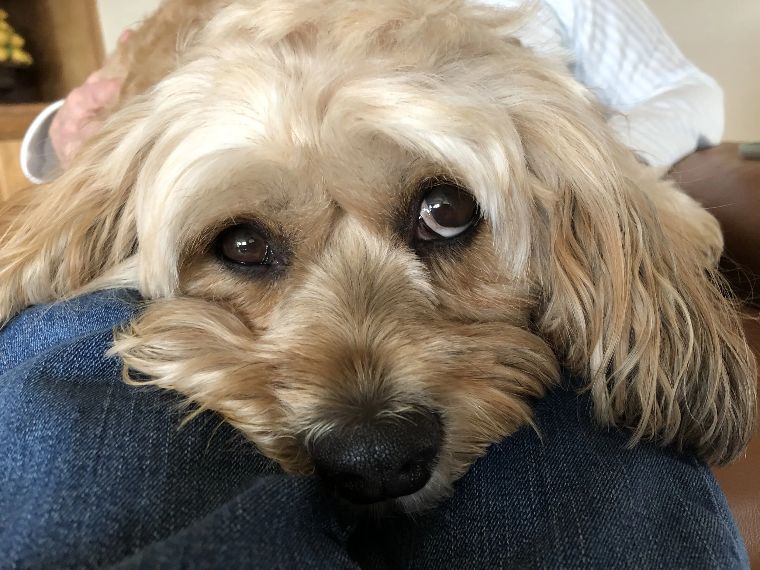 Dog receiving Reiki