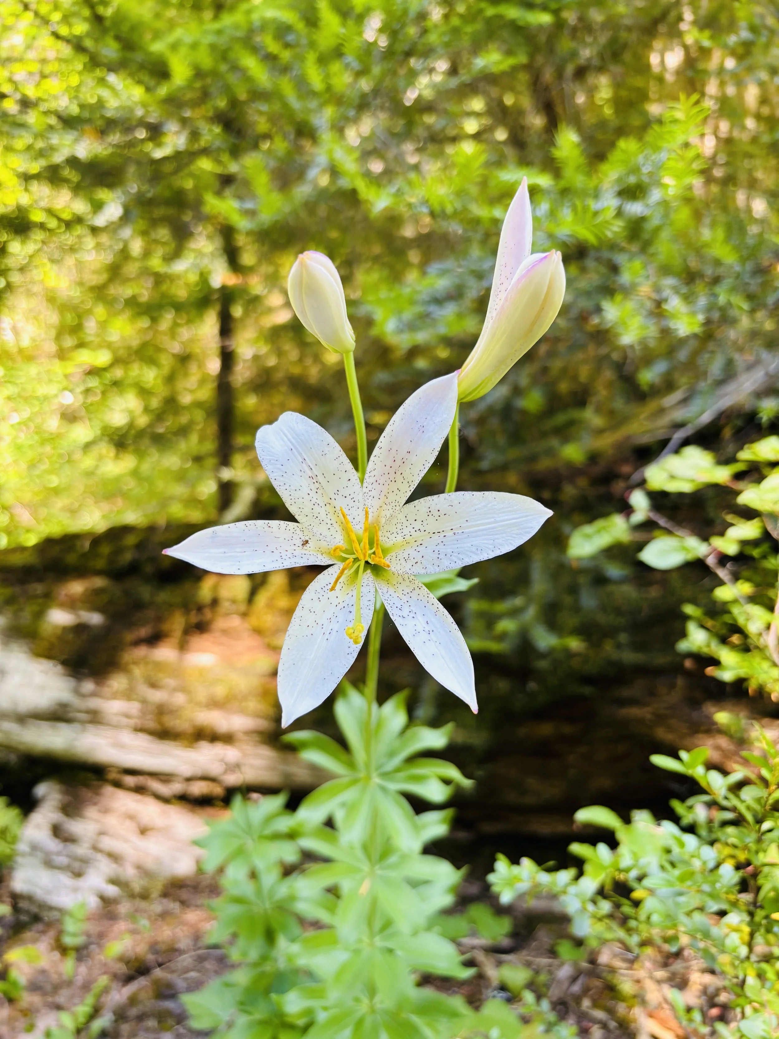 White lily flower with open petals and surrounding green foliage in a natural outdoor setting.