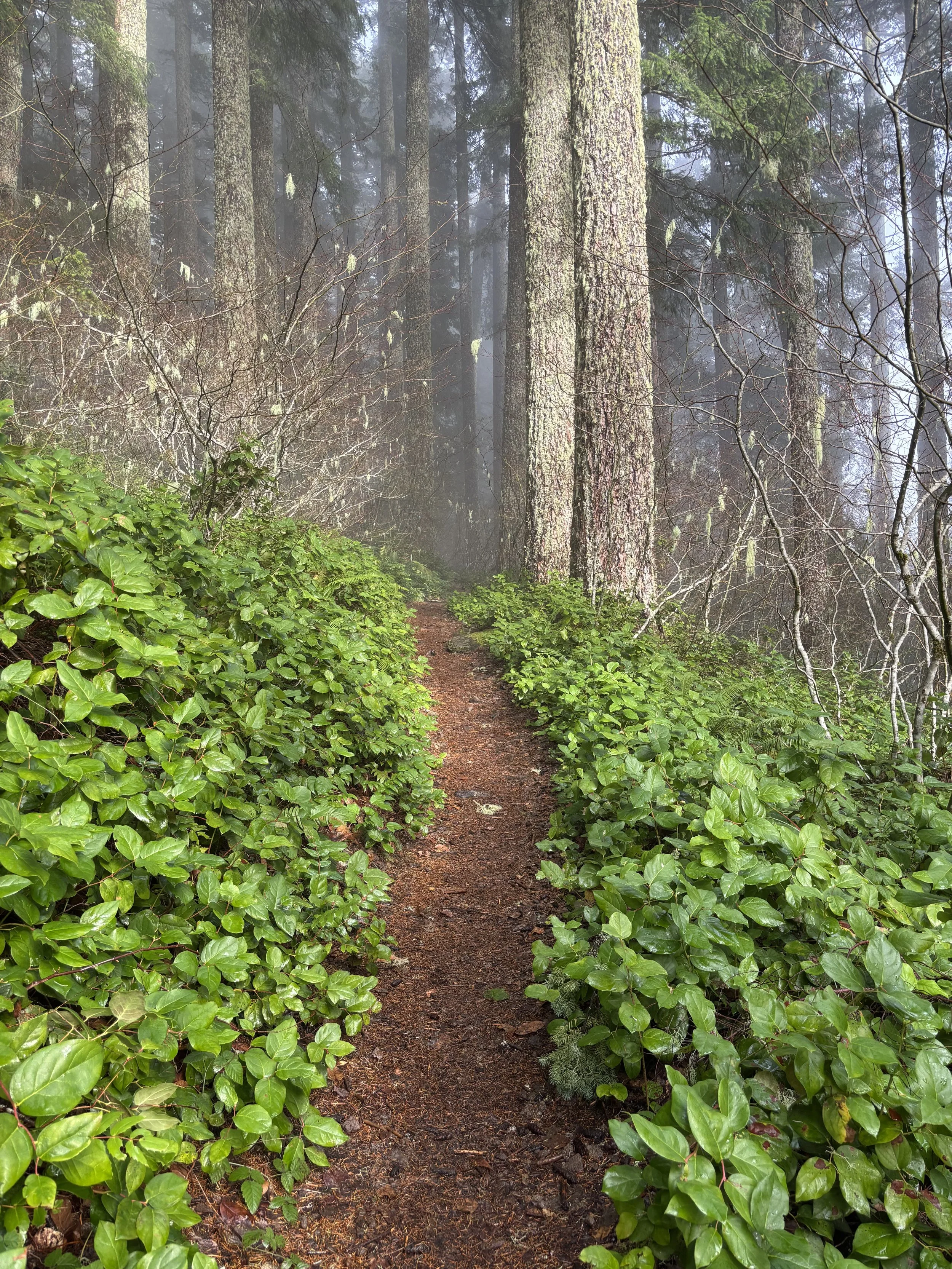 Path through woods
