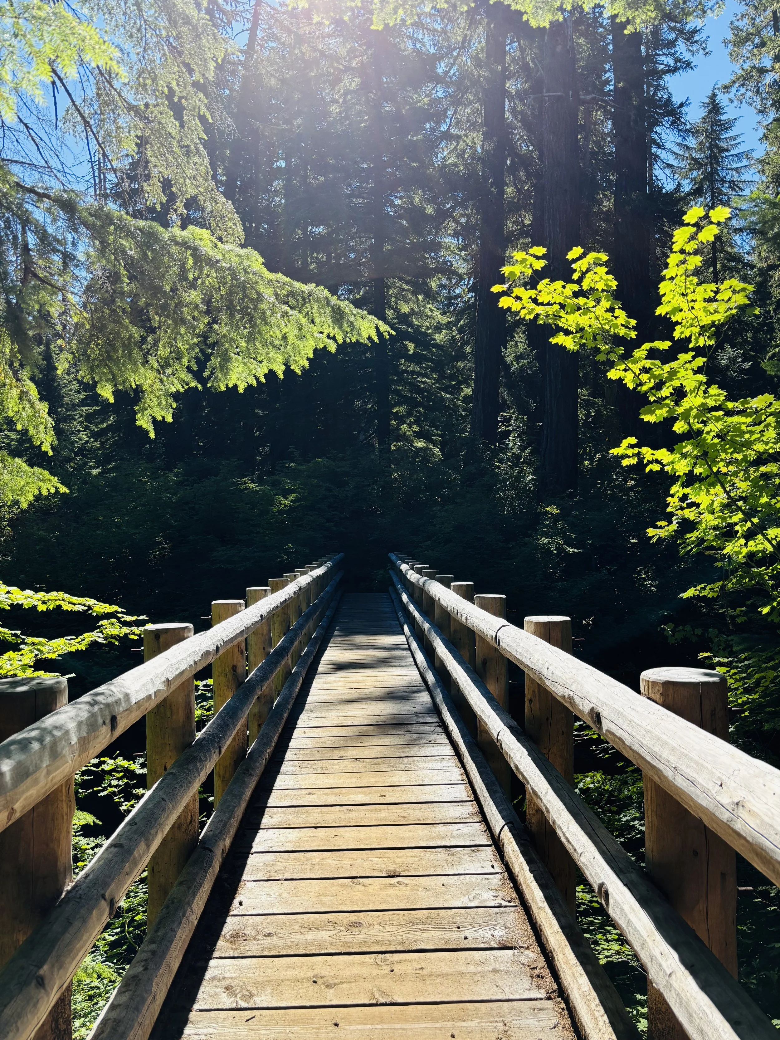 A wooden bridge with railings extending into a forest with tall trees and green foliage, sunlight filtering through the branches.