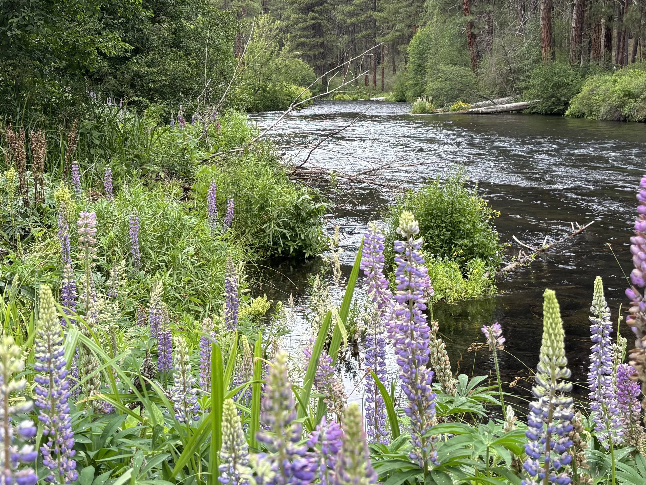 Lupines along riverbank