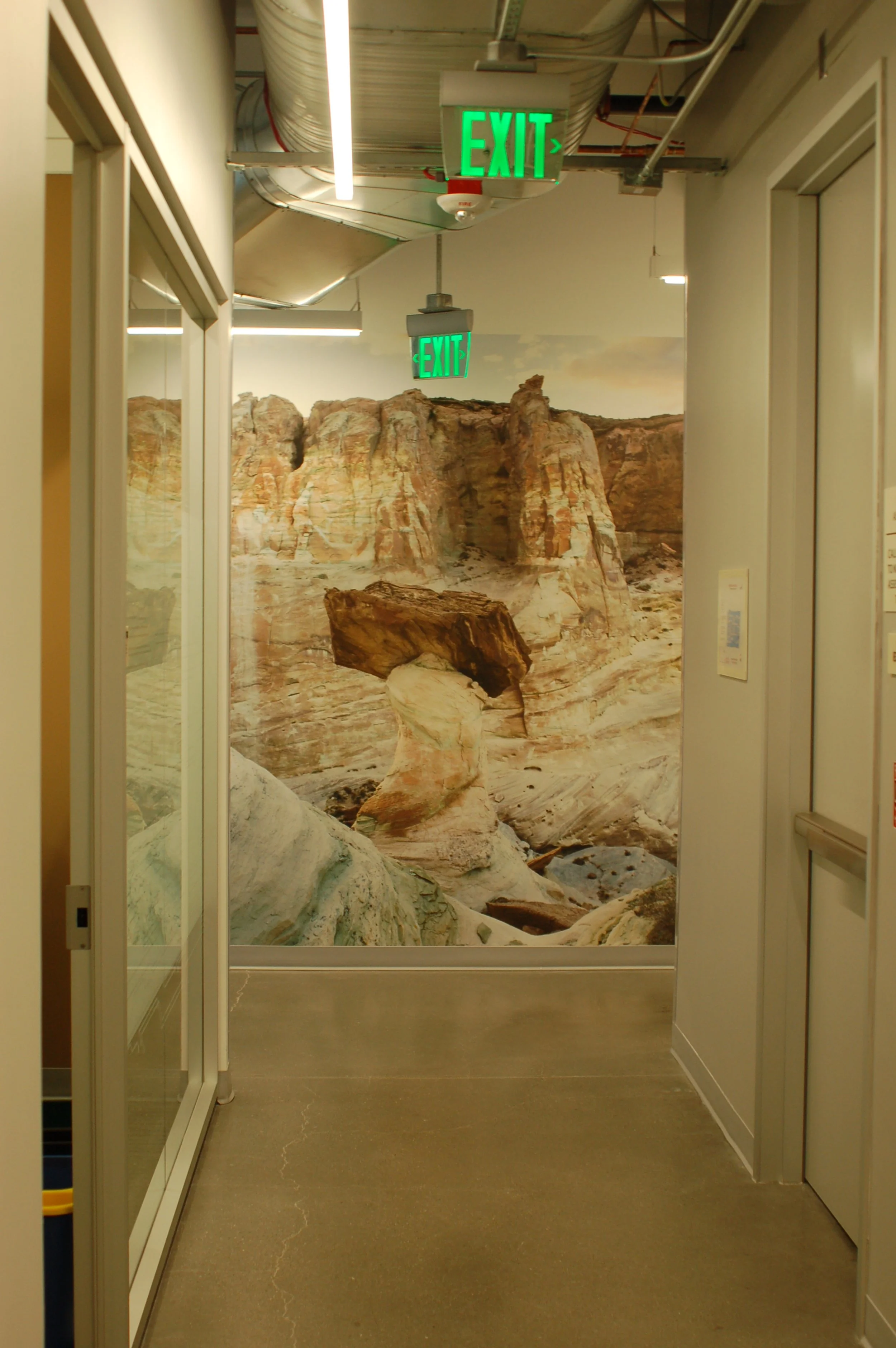 Nature-inspired wildlife mural wallcovering installed in a corridor for an immersive environmental graphic experience.