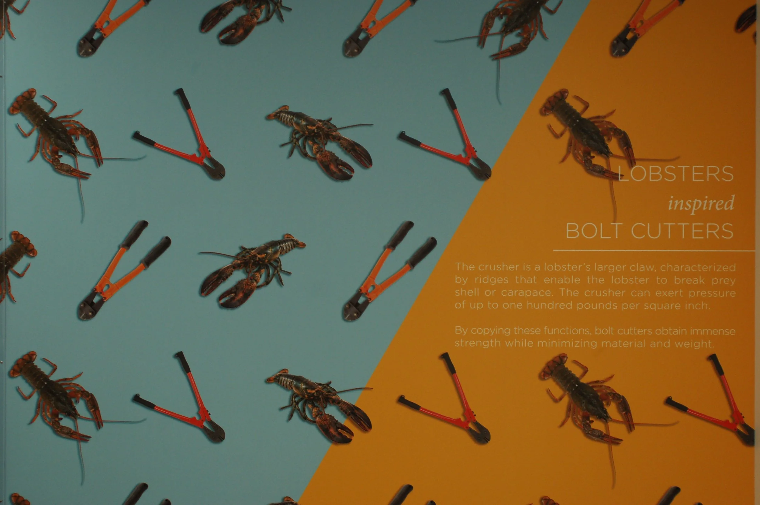 Patterned insect-themed wallcovering installed as a bold decorative feature in a commercial space.