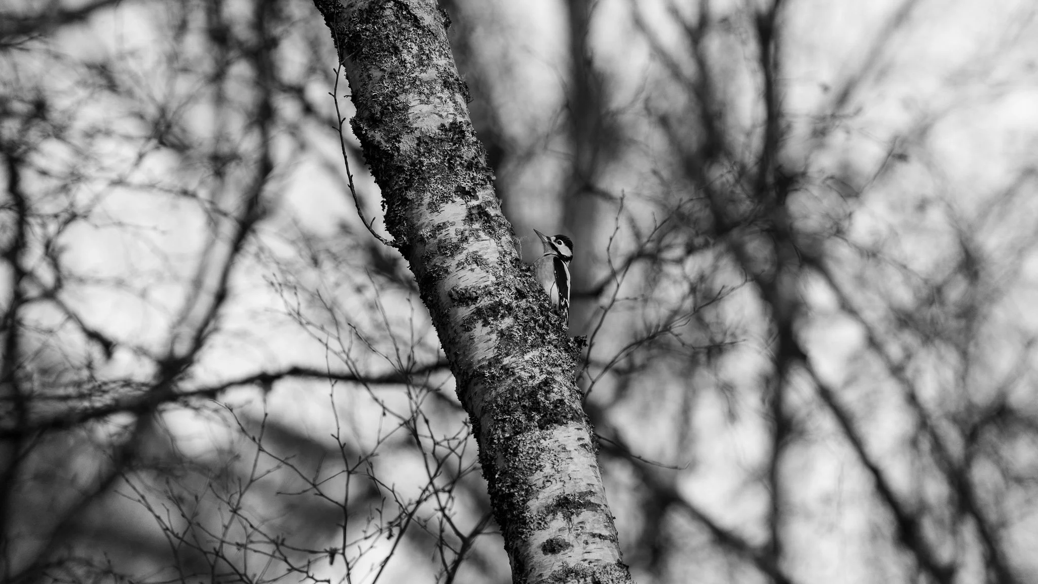 Black and white photograph of a woodpecker on the side of a tree trunk in a forest with blurry branches in the background.
