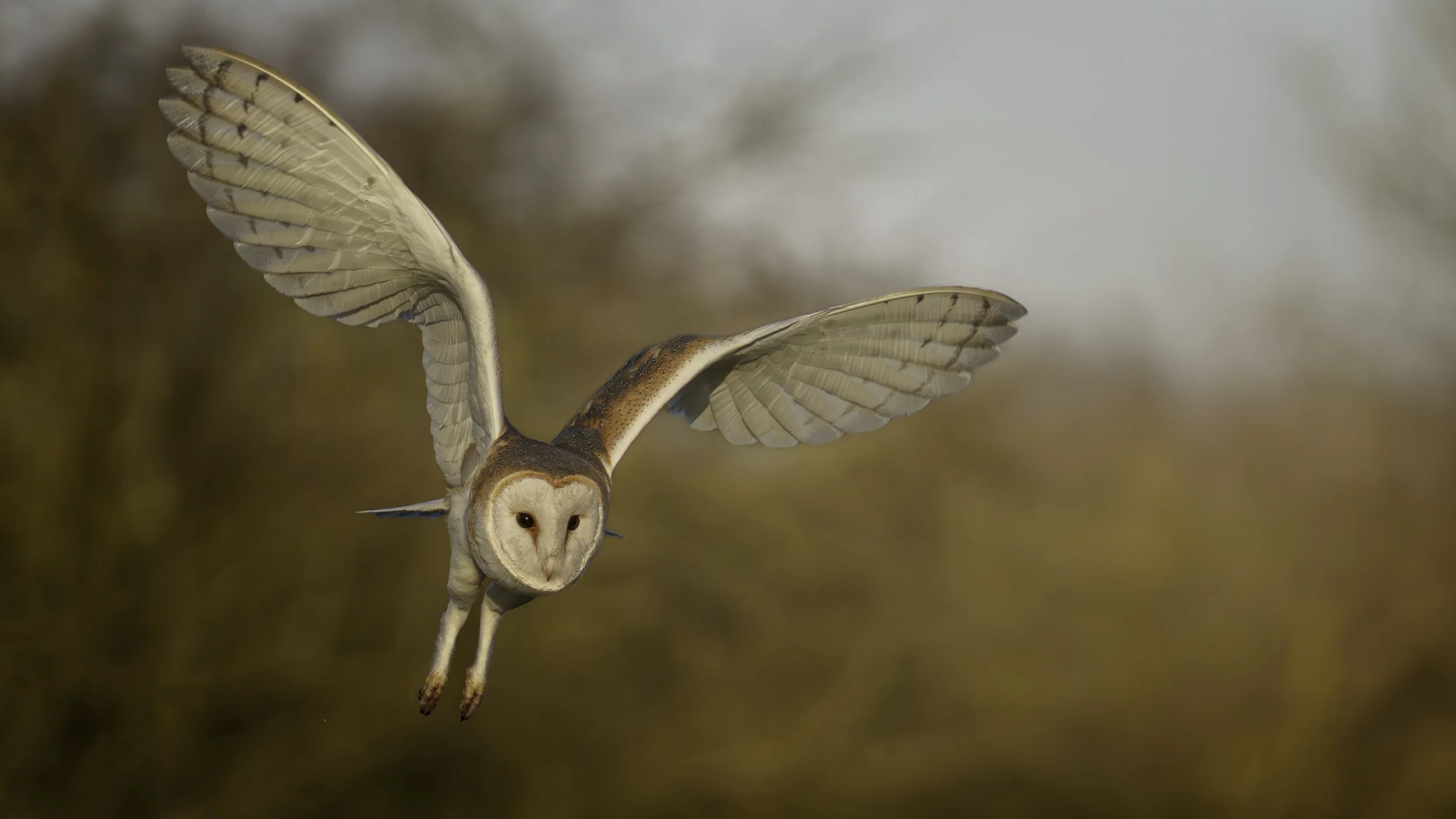 An owl with wings spread flying through a natural outdoor setting with blurred trees in the background.