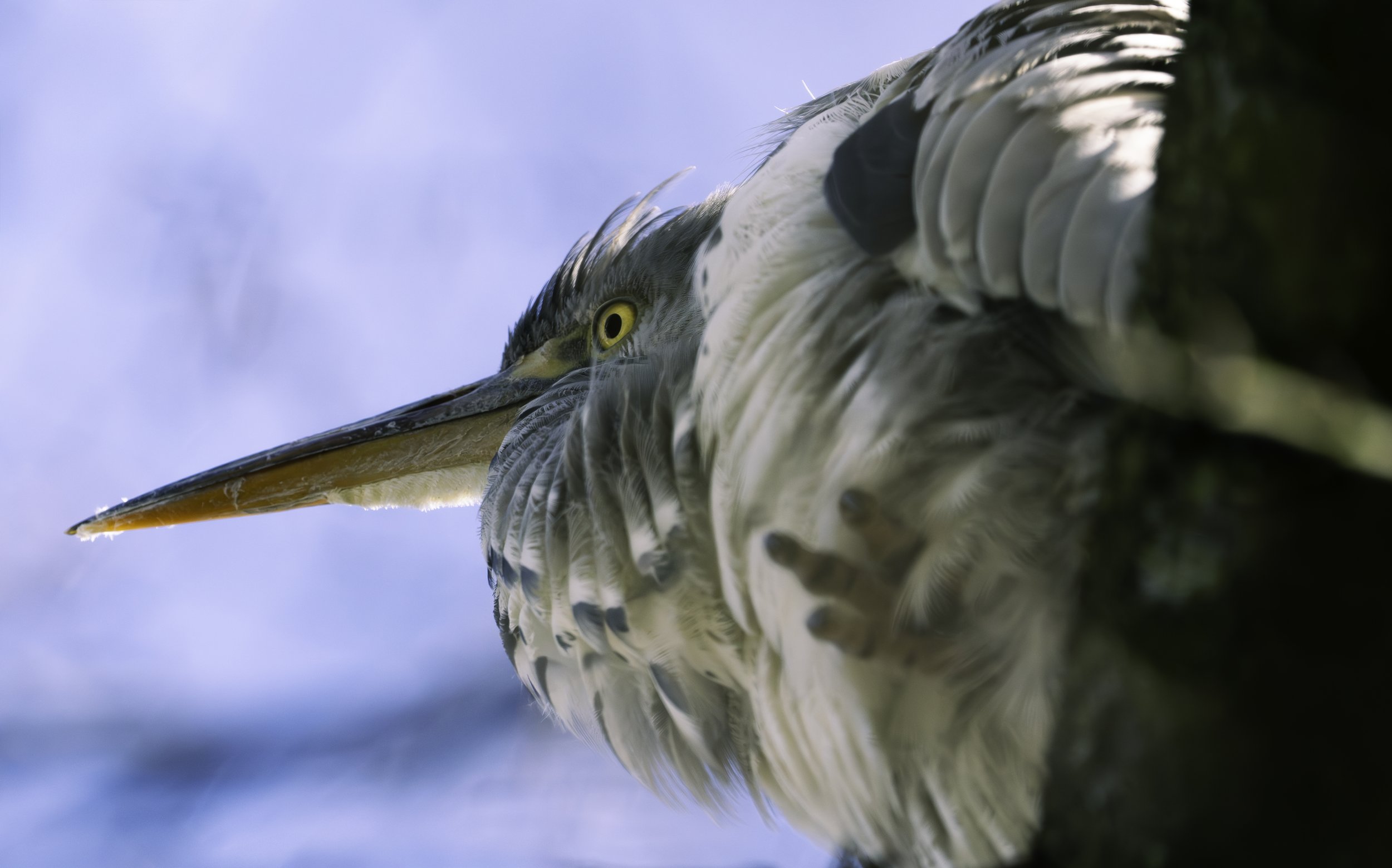 Close-up of a heron bird with a long pointed beak and yellow eyes, captured from a low angle against a background of cloudy sky.