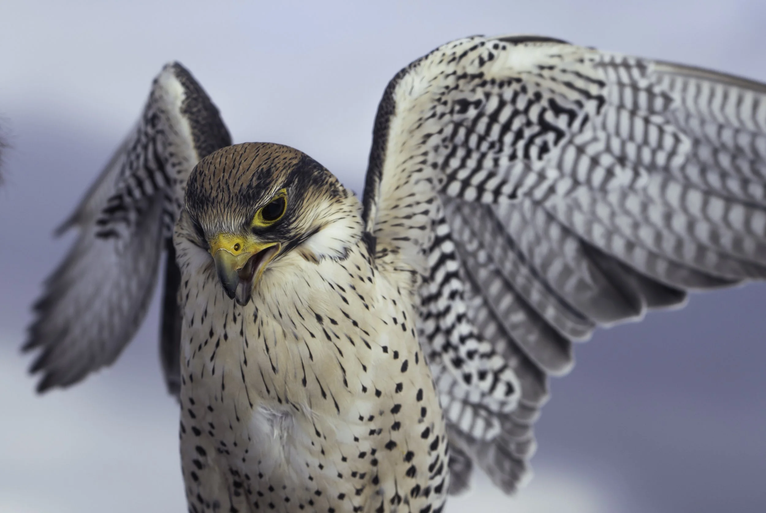 Close-up of a hawk with wings spread wide, showing detailed feathers, yellow eyes, and sharp beak against a cloudy sky.