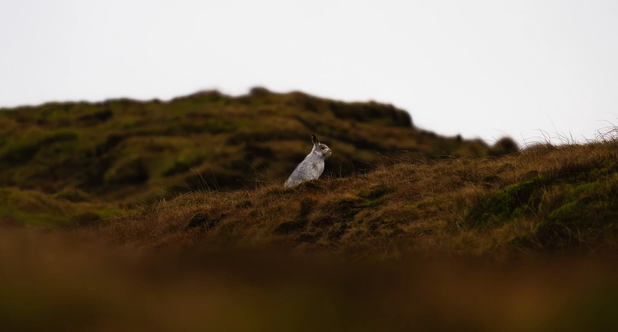 A hare sitting on a grassy hillside with a blurred mountain landscape in the background.