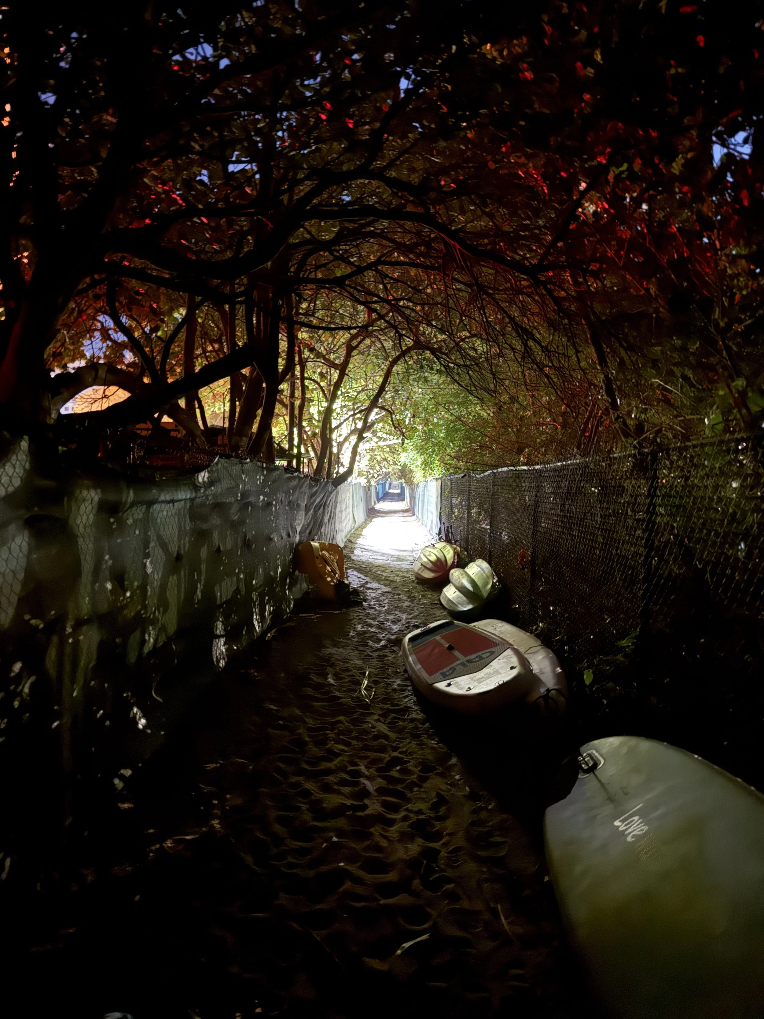 Surf Ally - Key Biscayne, FL, 2025