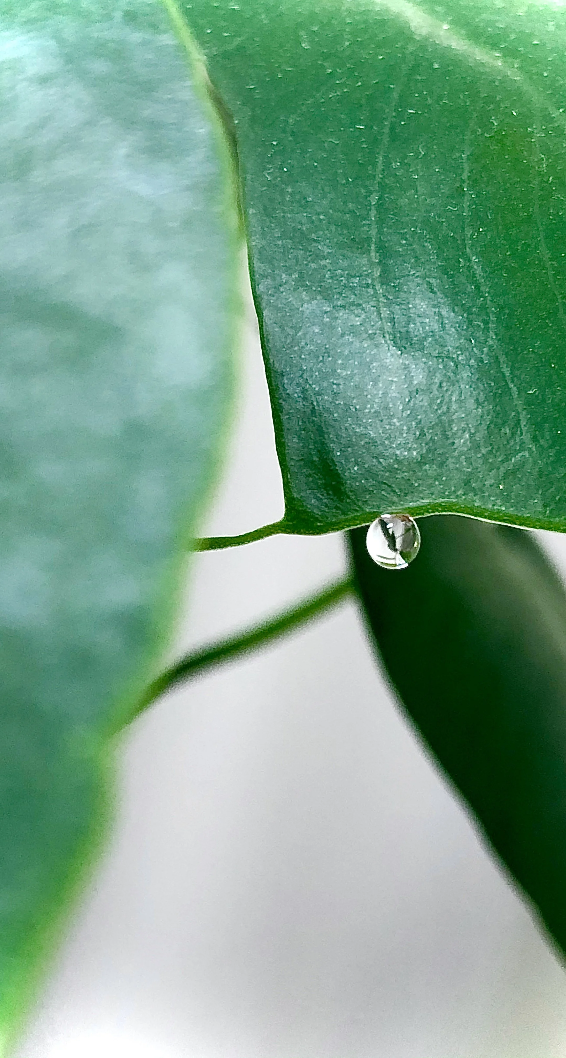 House Plant Dew 3 - San Francisco, 2020