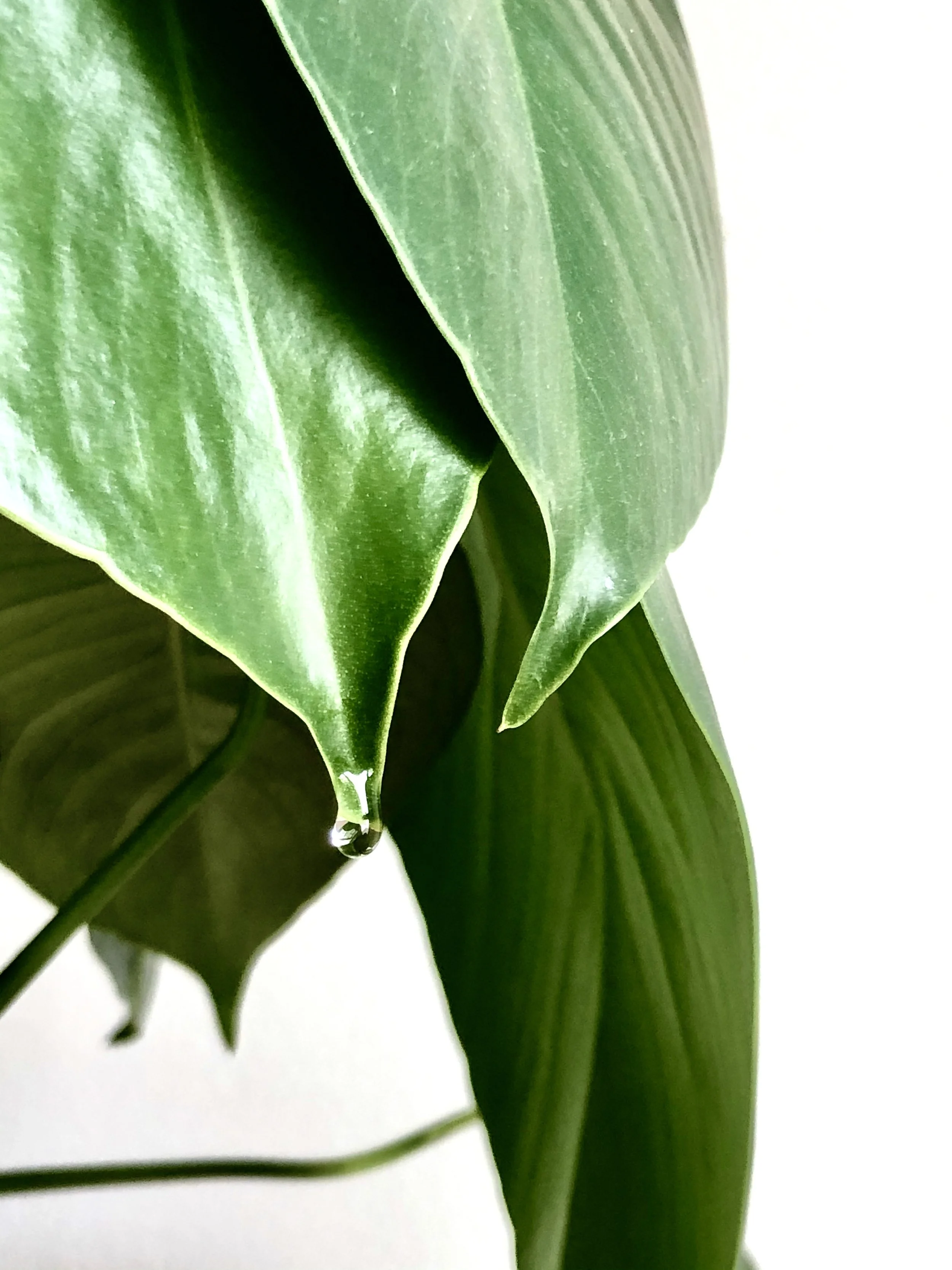 House Plant Dew 1 - San Francisco, 2020