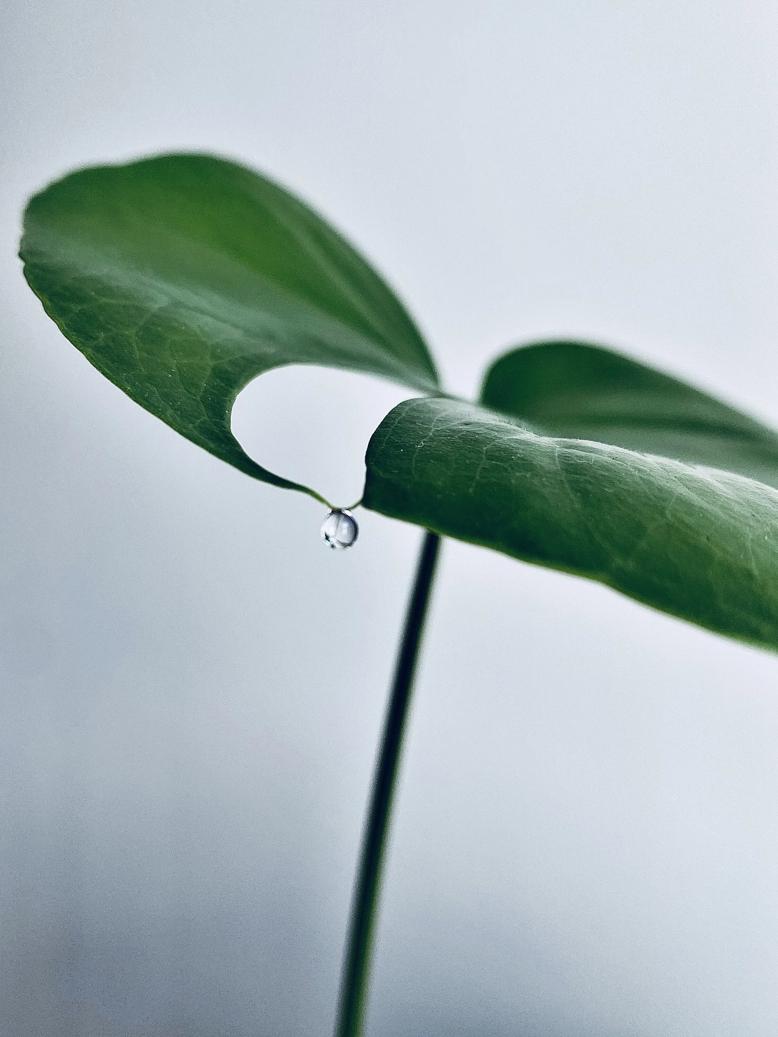 House Plant Dew 2 - San Francisco,2020
