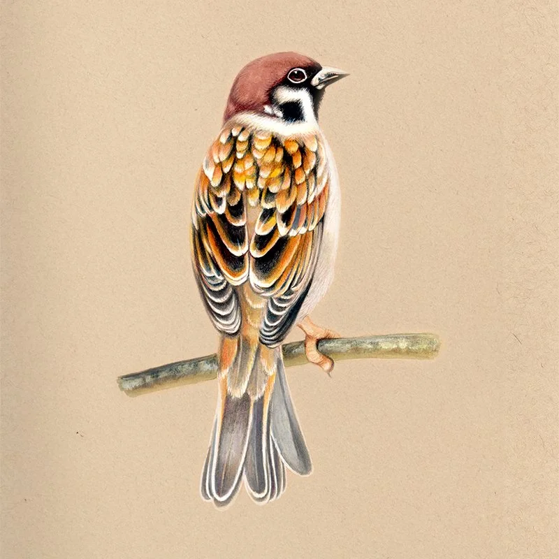 Sparrow_37SQ-WEB.jpg