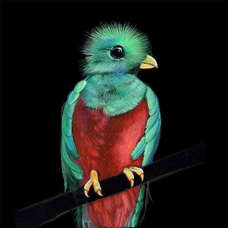 Quetzal_35 SQ_WEB.jpg