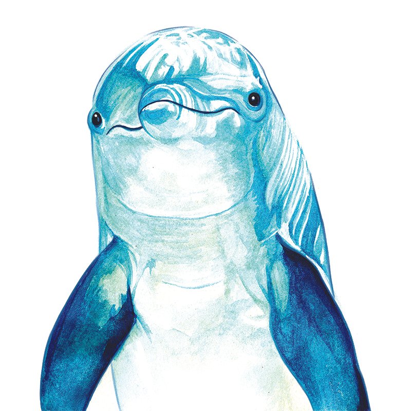 Dolphin_27_SQWEB.jpg