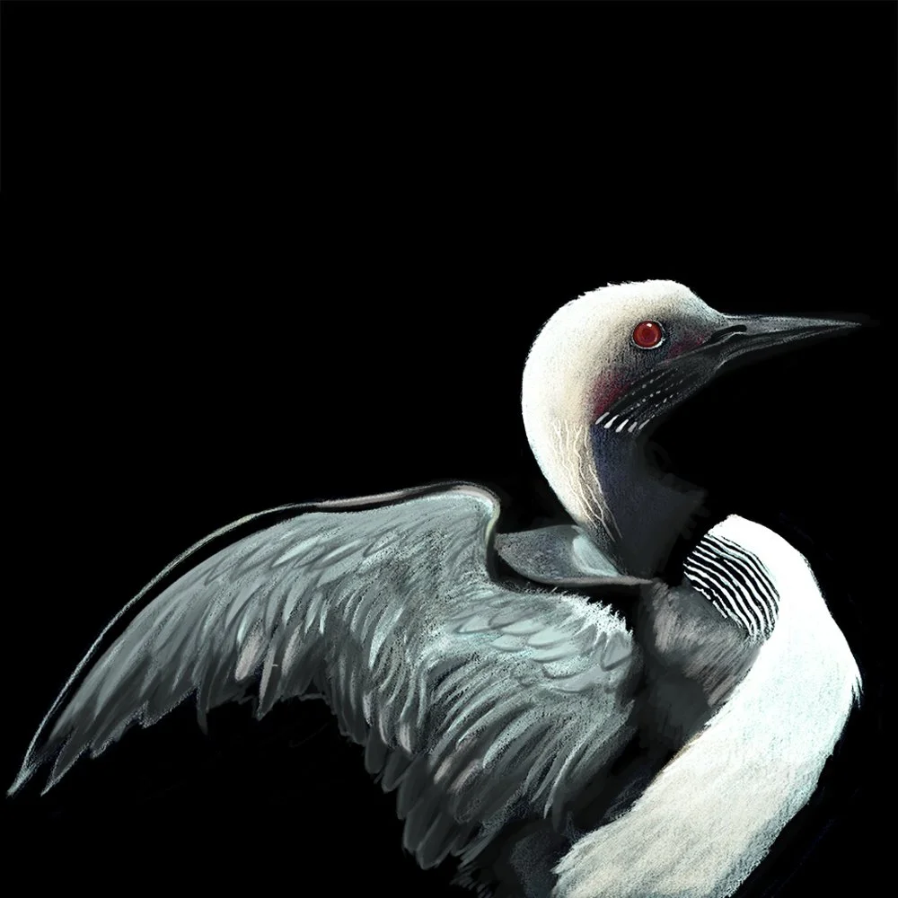 Loon_4_SQ-WEB.jpg