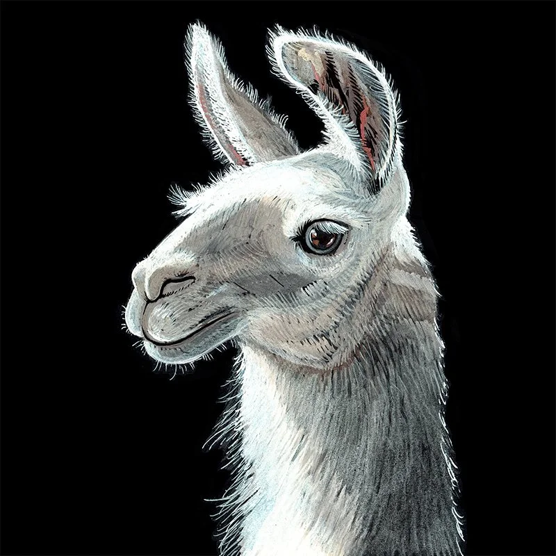 Llama Head_SQWEB.jpg