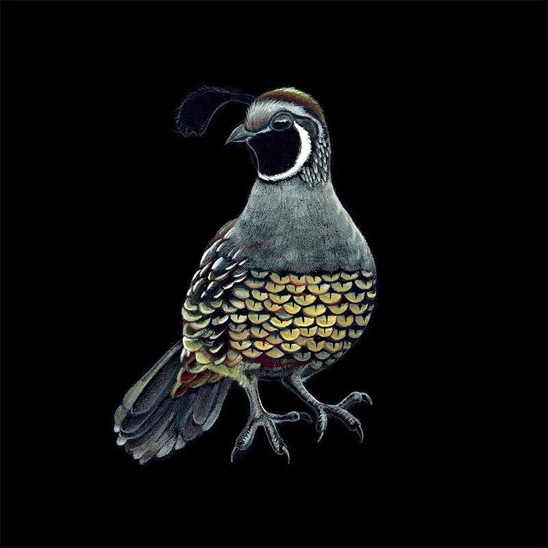 Quail_44_SQ.jpg