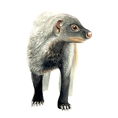 Mongoose_56_SQWEB.jpg