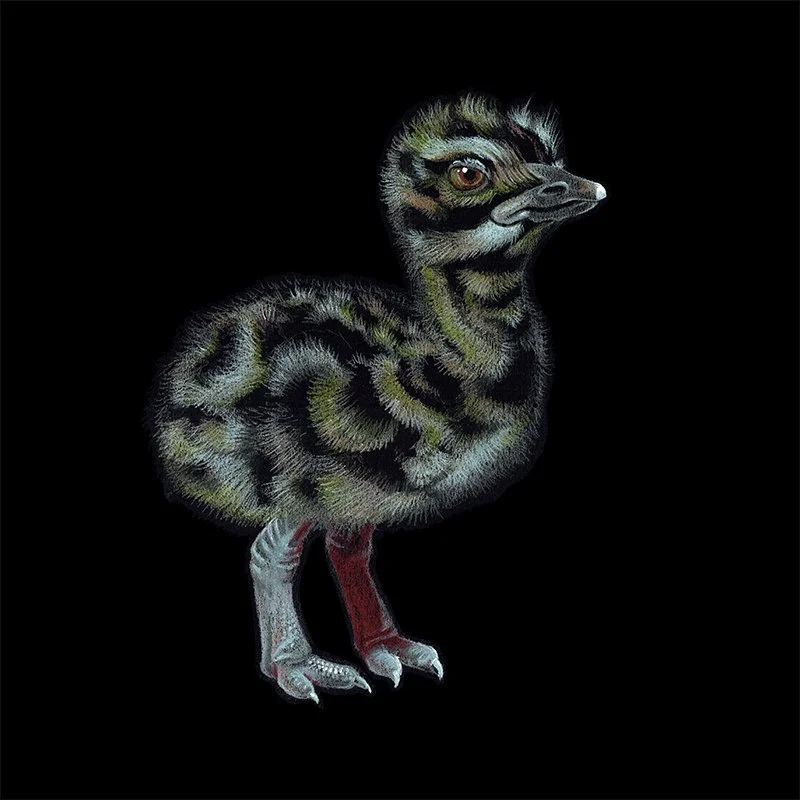 Baby Emu_34B_SQ.jpg