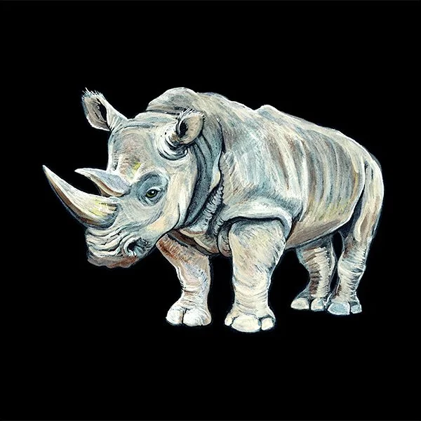 Rhino_38_SQWEB.jpg