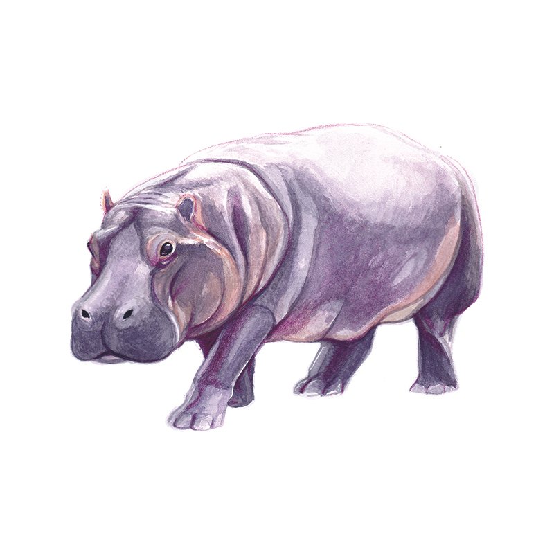 Hippo_60__SQWEB.jpg