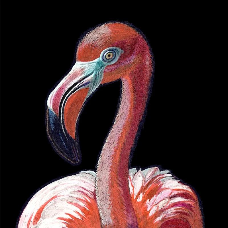 Flamingo_25 SQ-WEB.jpg